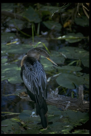 Ein Kormoran - aufgenommen in den Everglades