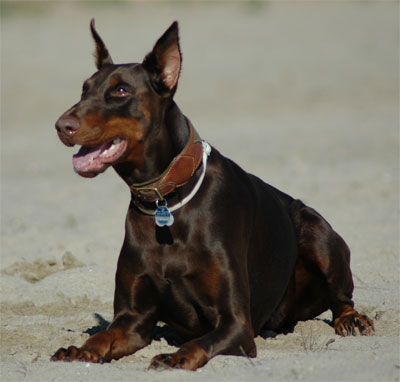 Yembi-liegend.jpg