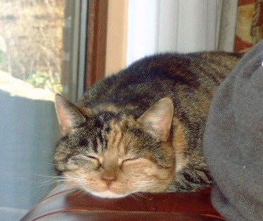 cat_notimpressed.jpg