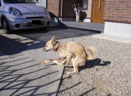 Hund.jpg